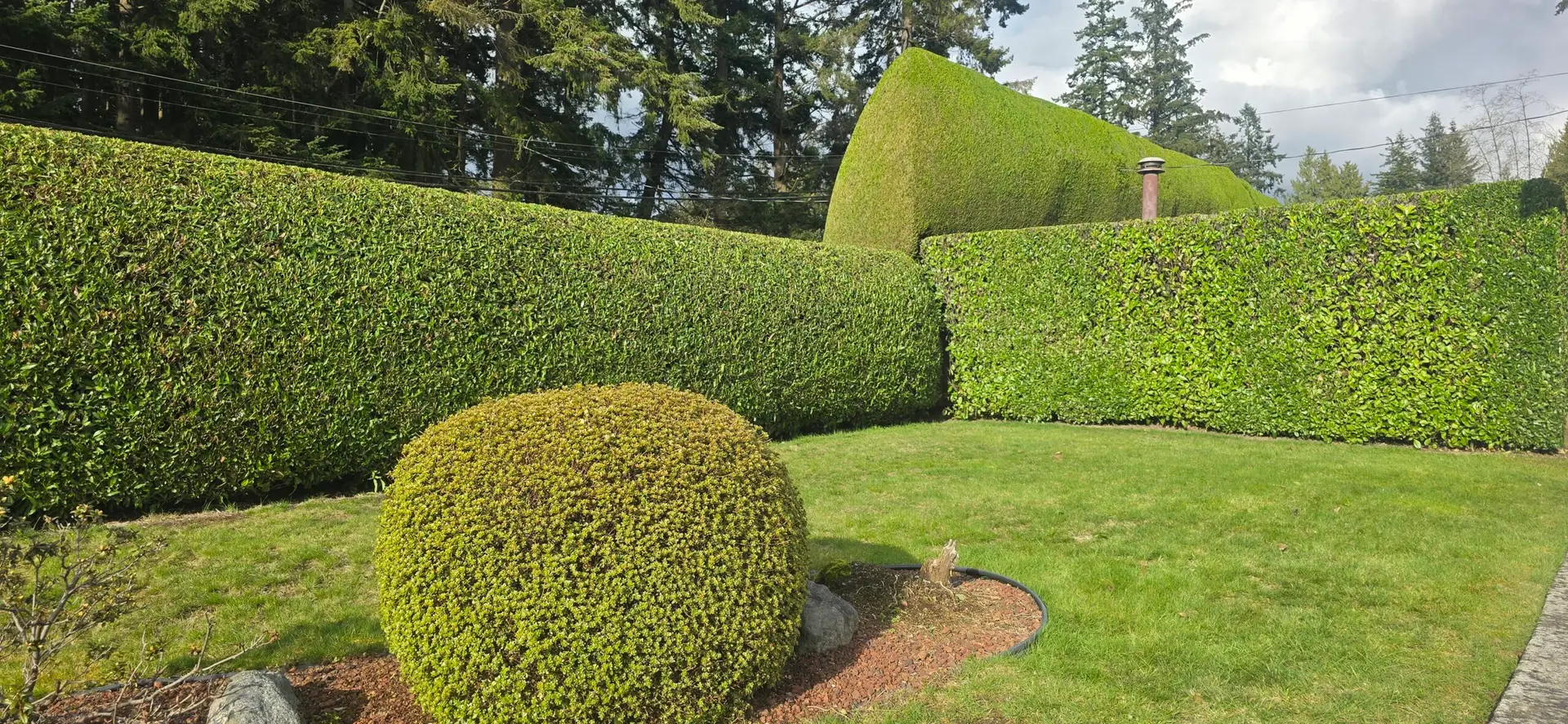 20250331 171948 scaled 2 Pinecrest Hedge & Tree Care