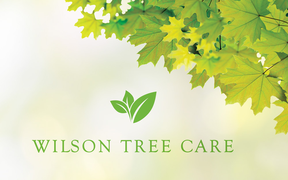 fb graphic Wilson Tree Care