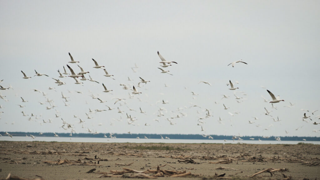 Large flock of snow geese in flight over mudflat at Reifel Bird Sanctuary