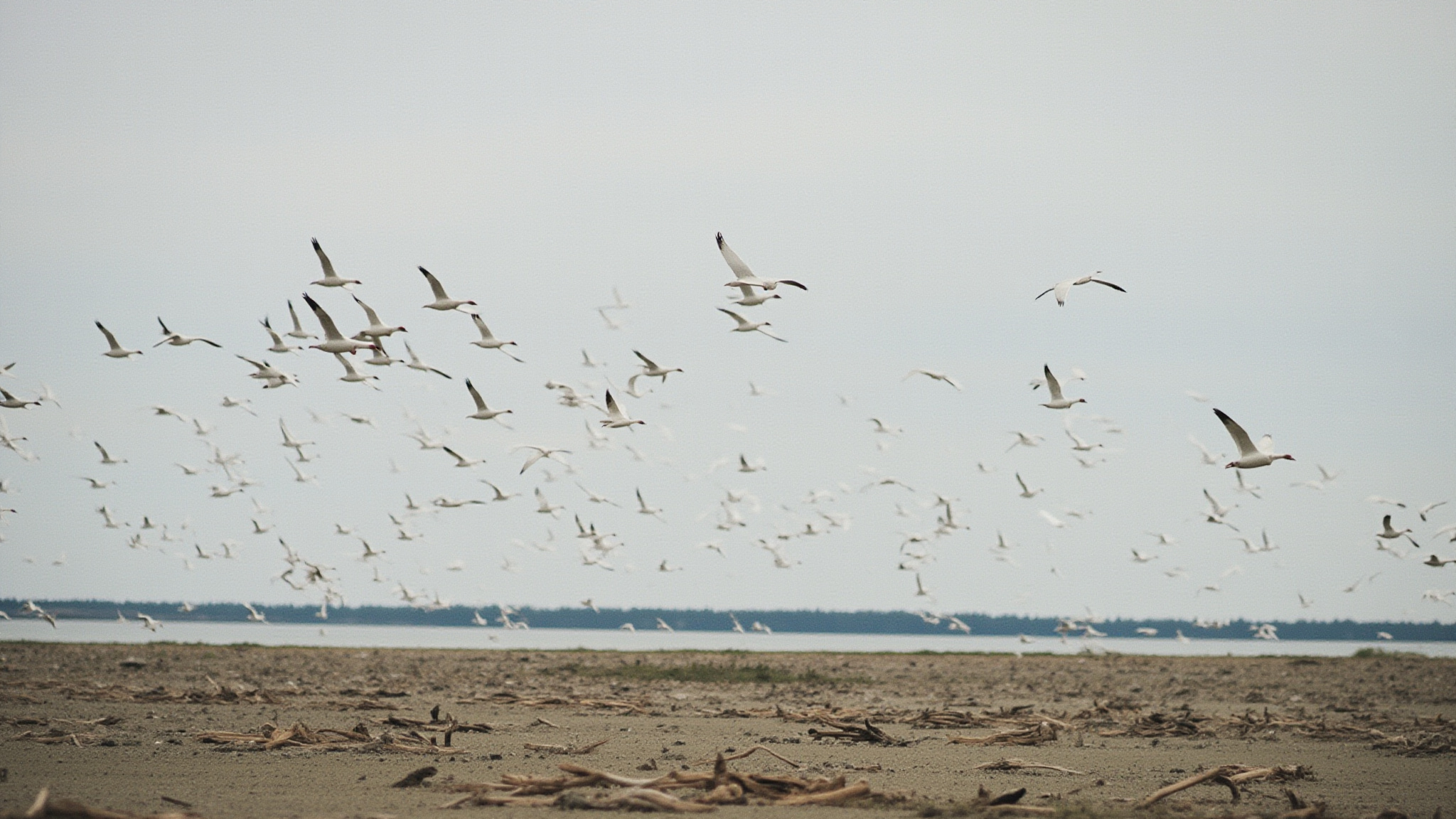 reifel featured delta Reifel Migratory Bird Sanctuary: Delta's Premier Wildlife Destination Large flock of snow geese in flight over mudflat at Reifel Bird Sanctuary