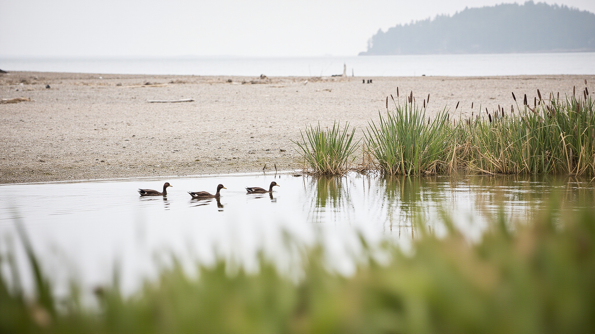 reifel sec2 delta Reifel Migratory Bird Sanctuary: Delta's Premier Wildlife Destination Year-Round Birding: What to Expect by Season