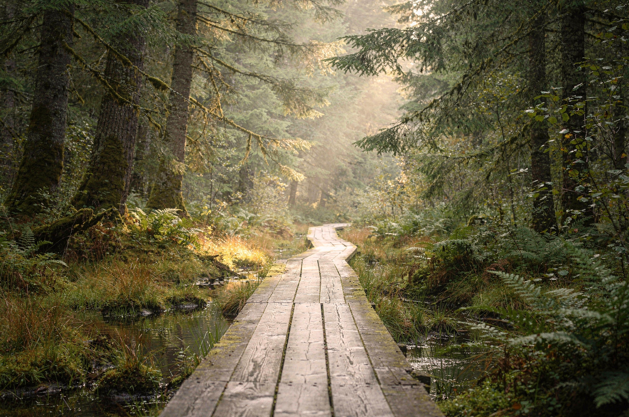 wooden boardwalk trail through forest bog Delta Nature Reserve | GPS: 49.118903, -123.002517