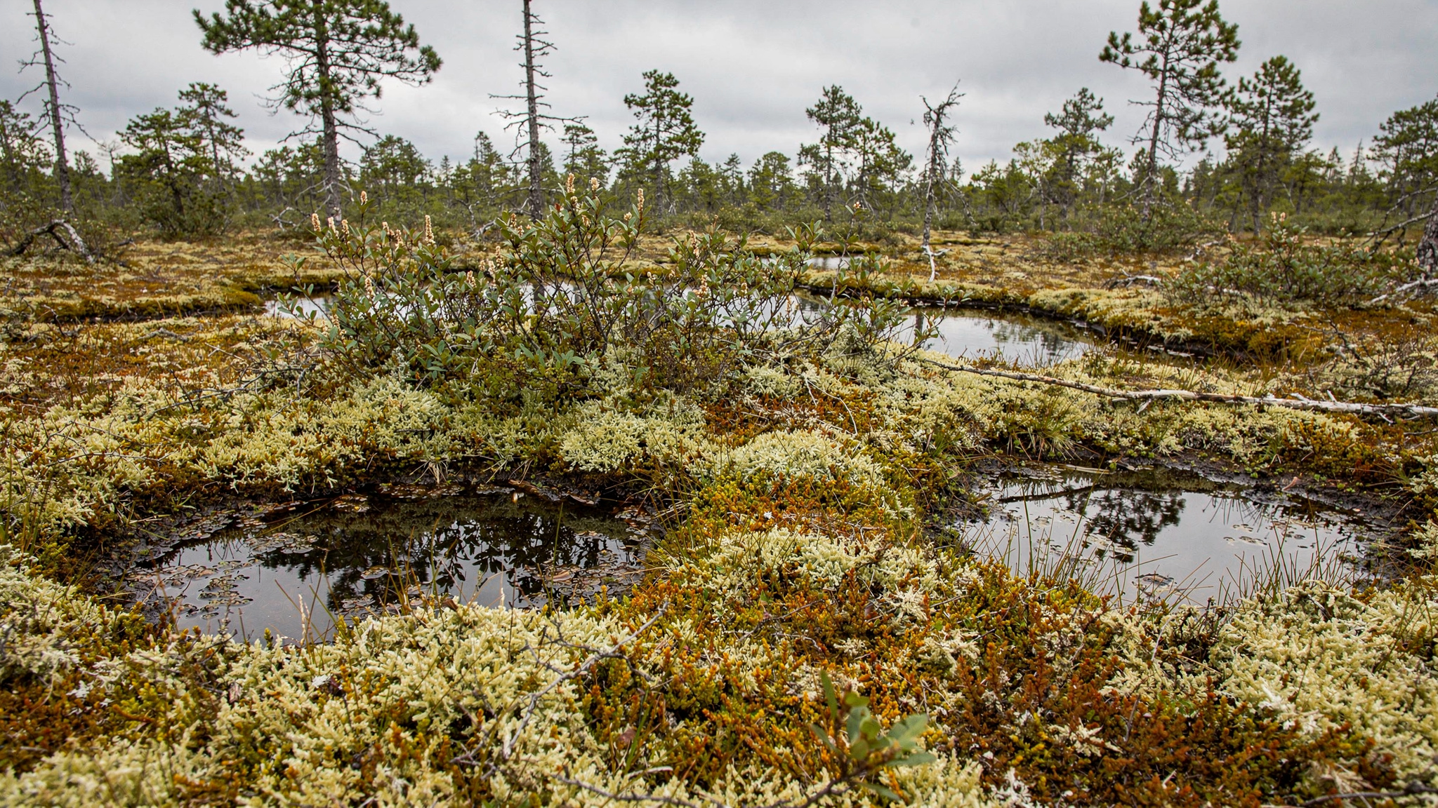 Burns Bog Ecological Reserve: Exploring Delta's Peat Bog Wilderness