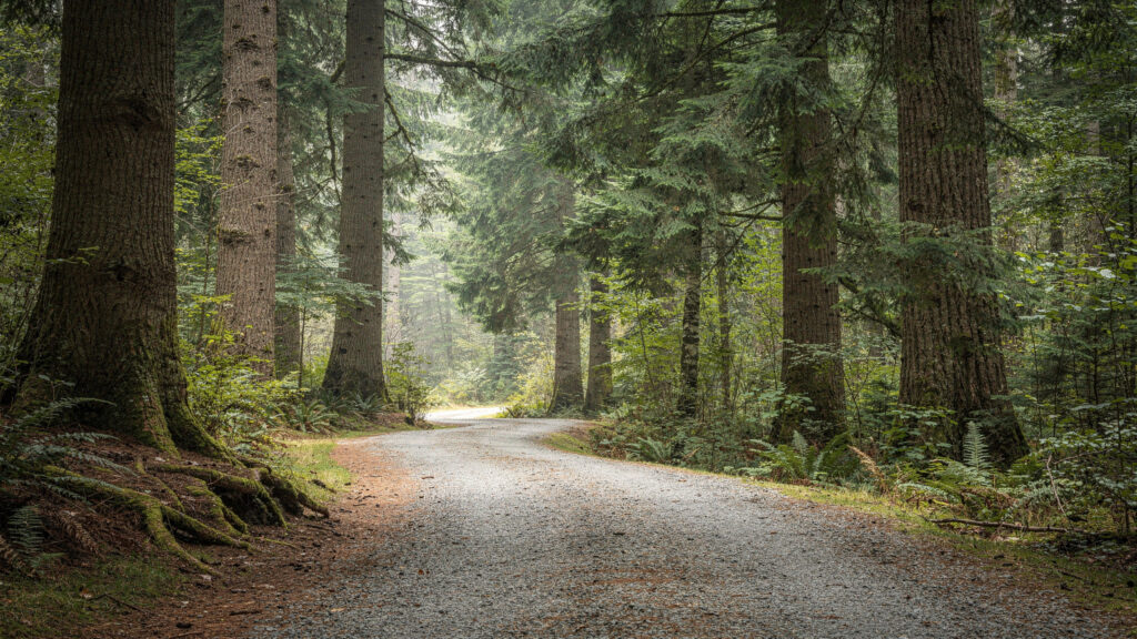 Gravel forest trail winding through tall Douglas fir trees at Watershed Park in Delta