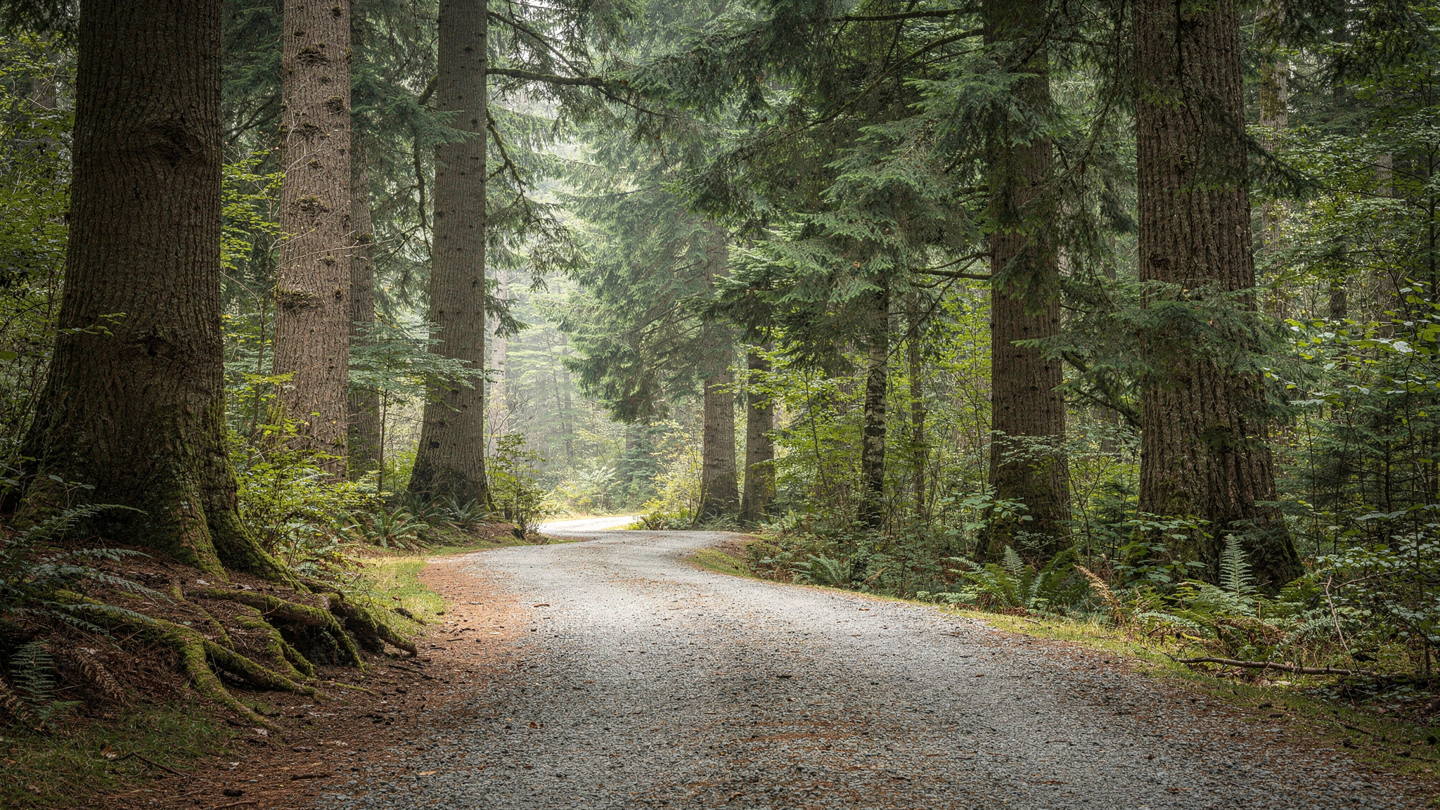 watershedpark featured delta Watershed Park: Delta's Largest Forested Park and Trail Network Gravel forest trail winding through tall Douglas fir trees at Watershed Park in Delta