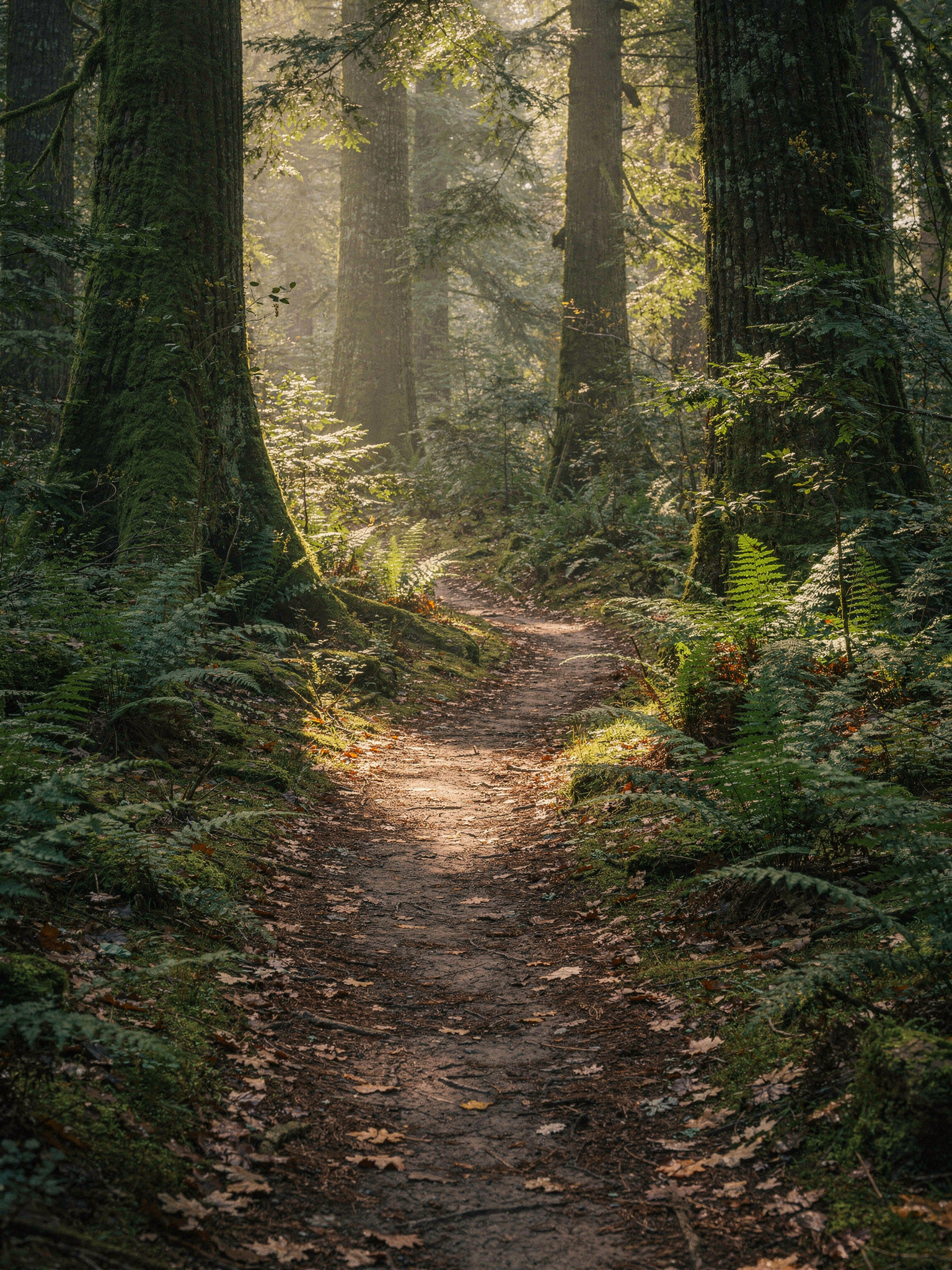 watershedpark sec0 delta Watershed Park: Delta's Largest Forested Park and Trail Network The Trail System: What You Will Actually Walk